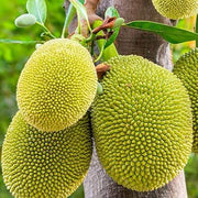 Massive Jackfruit Seeds