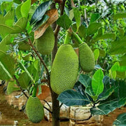 Jackfruit Seeds - All In One For Home Gardens