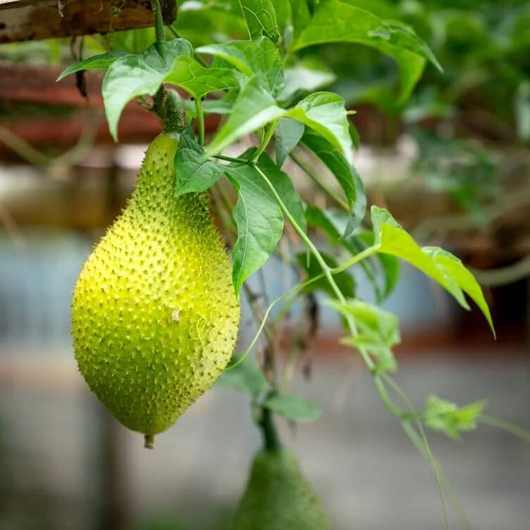 Jackfruit Seeds - All In One For Home Gardens