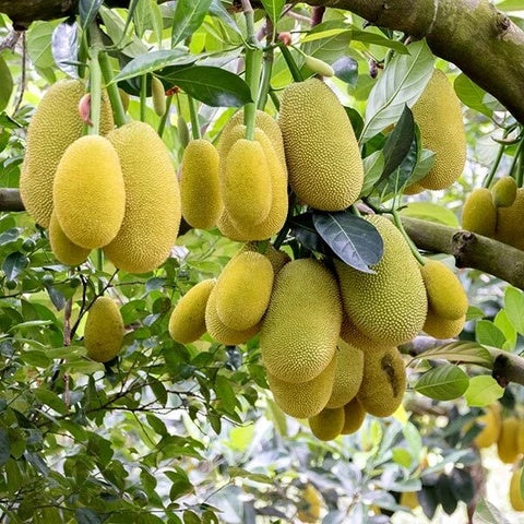 Massive Jackfruit Seeds