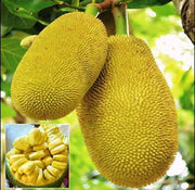 Massive Jackfruit Seeds
