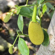 Yellow-Green Jackfruit Seeds