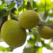 Yellow-Green Jackfruit Seeds