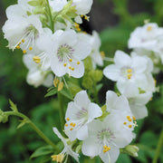 White Jacob's Ladder Seeds
