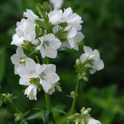 White Jacob's Ladder Seeds
