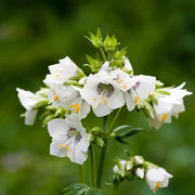 White Jacob's Ladder Seeds