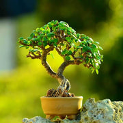 Jade Seeds, Crassula ovata
