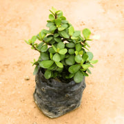 Jade Seeds, Crassula ovata