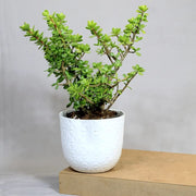 Jade Seeds, Crassula ovata