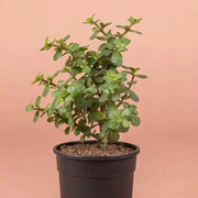 Jade Seeds, Crassula ovata