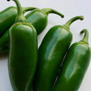 Capsicum annuum Jalapeño Seeds