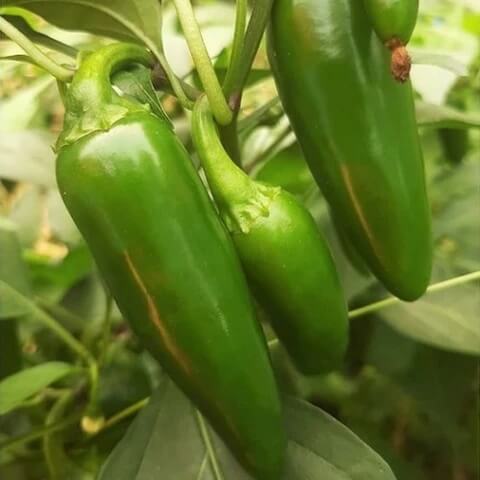 Capsicum annuum Jalapeño Seeds