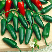 Jalapeno Chilli Pepper Seeds