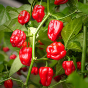 Jamaican Hot Chili Seeds