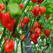 Jamaican Hot Pepper Seeds