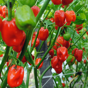 Jamaican Scotch Bonnet Seeds