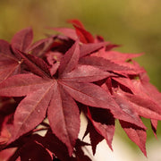 Japanese Maple Seeds - Herbal Seeds