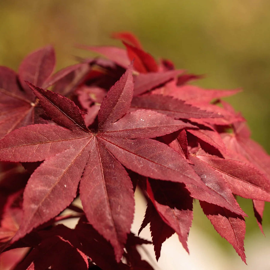 Japanese Maple Seeds - Herbal Seeds