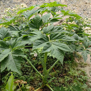 Japanese Ashitaba Seeds - Vegetable Plant