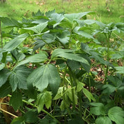 Japanese Ashitaba Seeds - Vegetable Plant