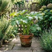 Japanese Ashitaba Seeds - Vegetable Plant