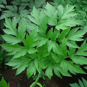 Japanese Ashitaba Seeds - Vegetable Plant