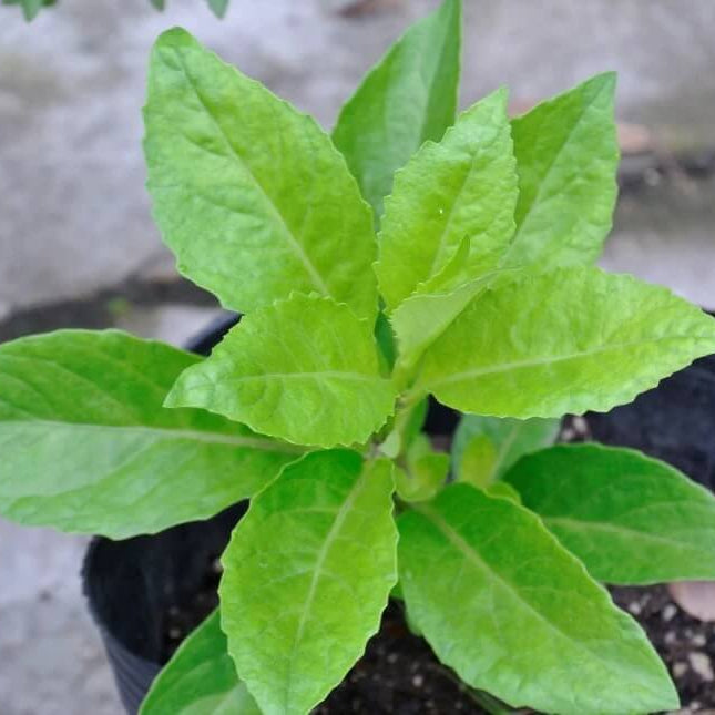 Japanese Ashitaba Seeds
