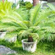Japanese Cycad Seeds - Tropical Ornamental Palm Seeds for Planting