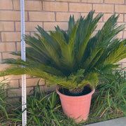 Japanese Cycad Seeds - Tropical Ornamental Palm Seeds for Planting