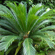 Japanese Cycad Seeds - Tropical Ornamental Palm Seeds for Planting