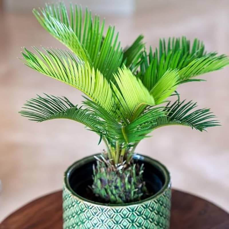 Japanese Cycad Seeds - Tropical Ornamental Palm Seeds for Planting