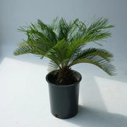 Japanese Cycad Seeds - Tropical Ornamental Palm Seeds for Planting