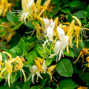 Honeysuckle Seeds – Lonicera spp.