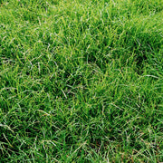 Japanese Seeds, Zoysia japonica Flower Seeds