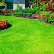 Japanese Seeds, Zoysia japonica Flower Seeds