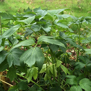Japanese Longevity Herb Seeds - Vegtable Plant