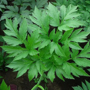Japanese Longevity Herb Seeds - Vegtable Plant