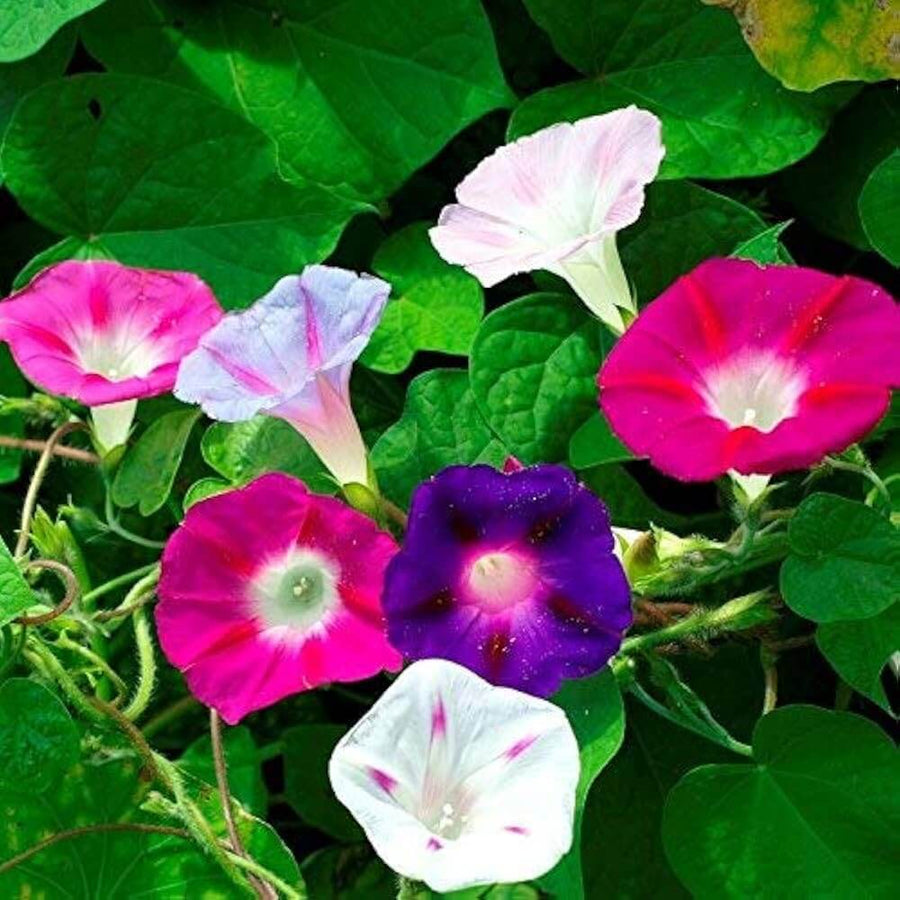 Japanese Morning Glory Seeds