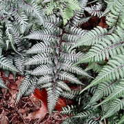 Japanese Painted Fern Seeds - Flower Plant