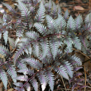 Japanese Painted Fern Seeds - Flower Plant