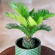 Japanese Sago Palm Seeds - Tropical Ornamental Palm Seeds for Planting