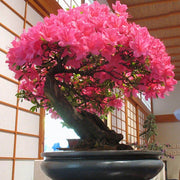 Japanese Sakura Seeds - Flower Plant For Home Gardens