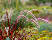 Ornamental Grass Seeds – Poaceae spp.