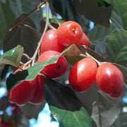 Japanese Silverberry Seeds