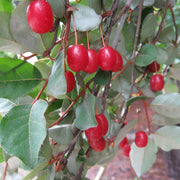 Japanese Silverberry Seeds