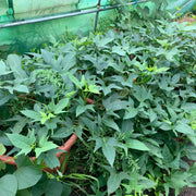 Japanese Sweet Potato Seeds - Vegetable Plant