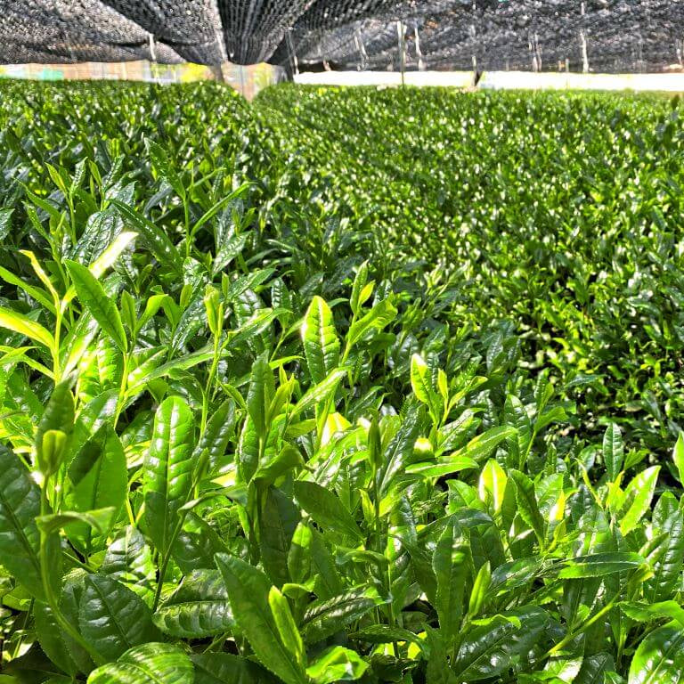 Japanese Seeds, Camellia sinensis var. sinensis