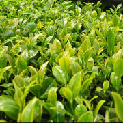 Japanese Seeds, Camellia sinensis var. sinensis