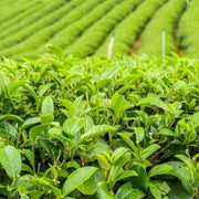 Japanese Seeds, Camellia sinensis var. sinensis