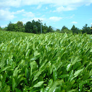 Japanese Seeds, Camellia sinensis var. sinensis